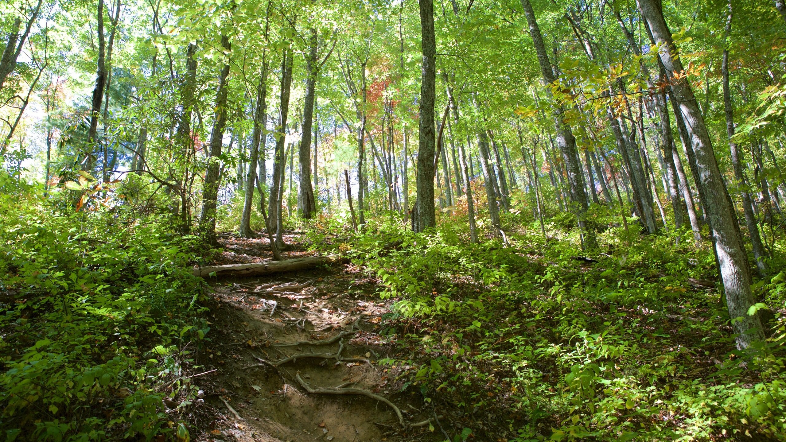 The paved Laurel Falls Trail winding through lush forest in the Smoky Mountains